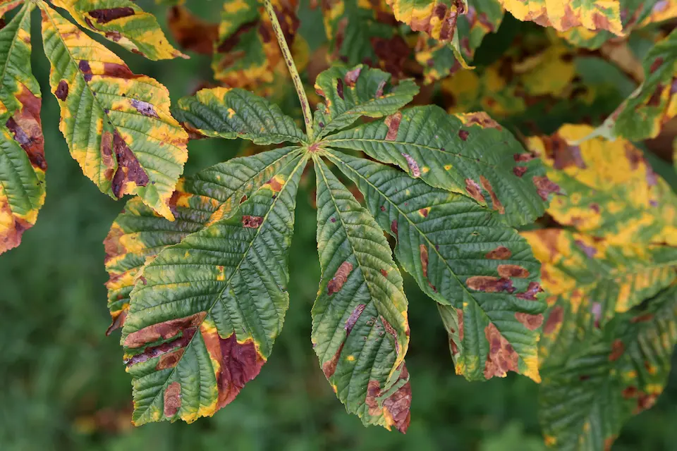 Leaves of trees showing signs of disease