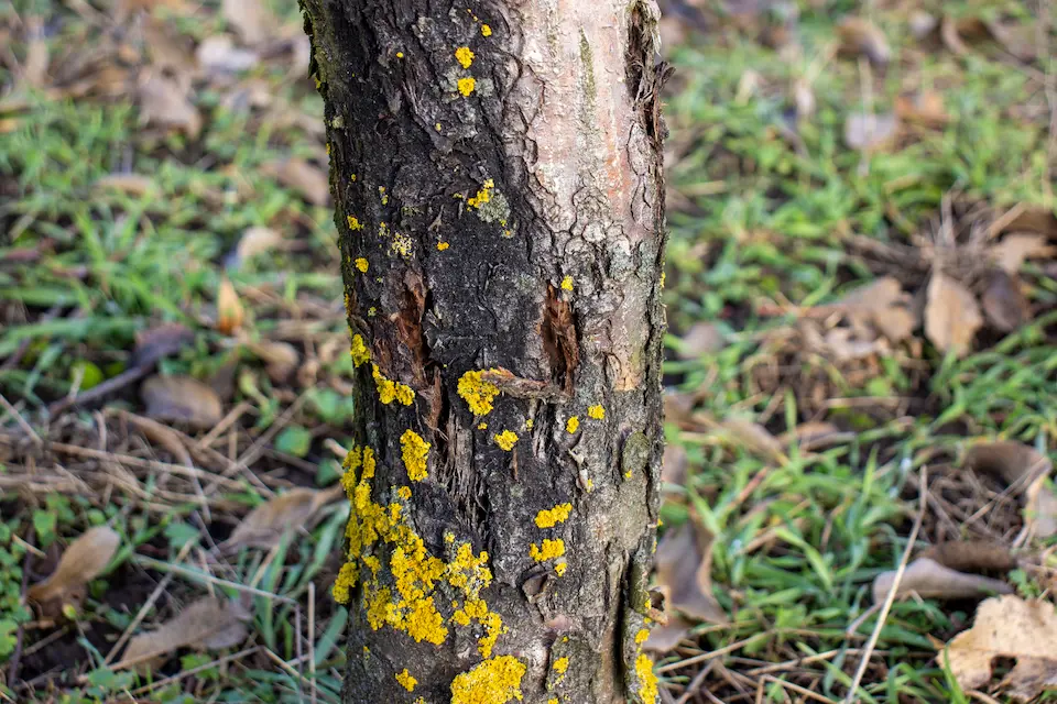 What to consider when removing a tree