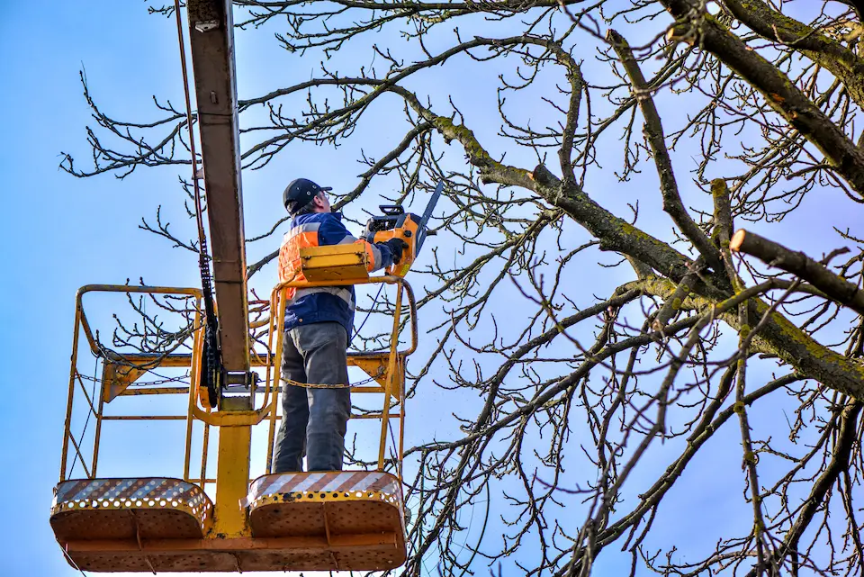 There are many risks when trying diy tree care in Roanoke VA