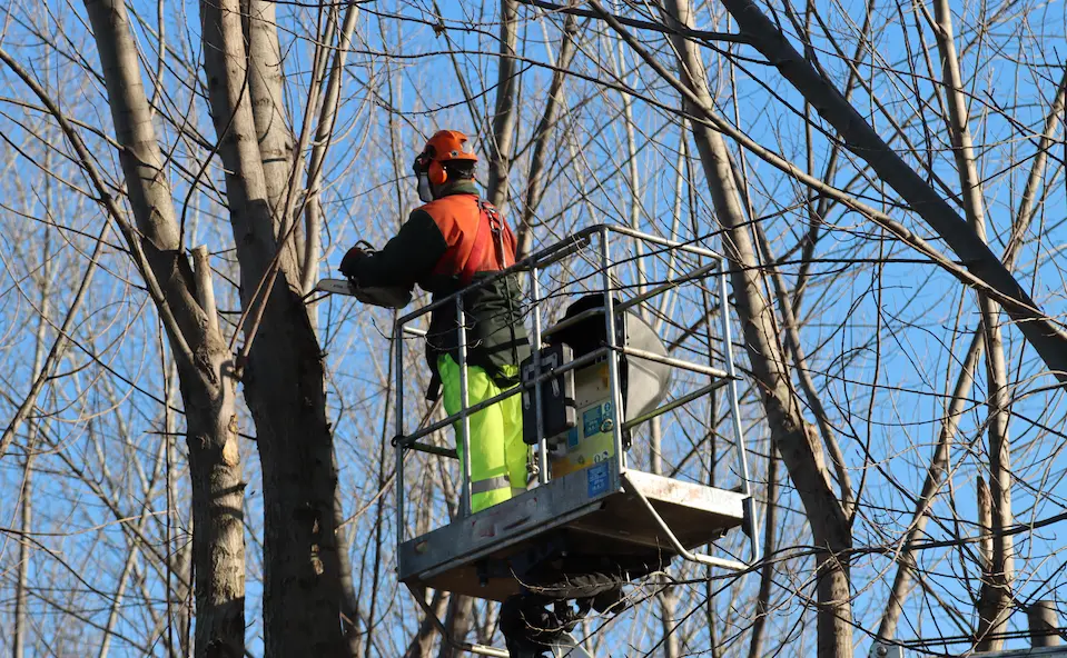 An arborist is a tree care specialist focusing on the health and safety of trees