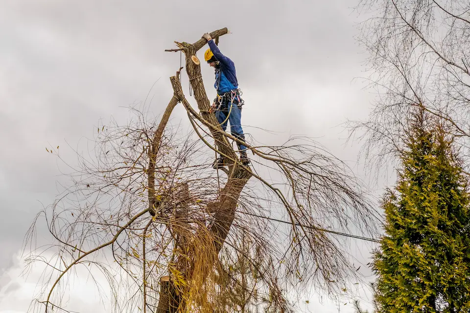 Arboriculture is more than just tree trimming, its understanding the health of trees
