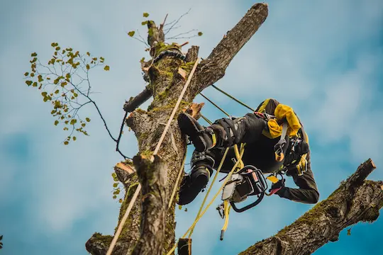 It is important to know when to call an arborist for tree health and maintenance
