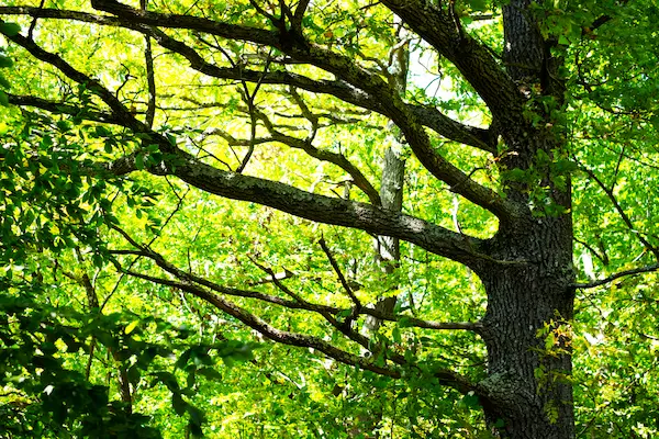 Oak trees in Roanoke, Virginia shed bark and it can be either good or bad