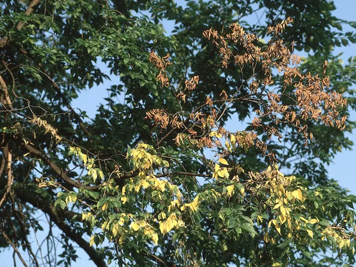 Elm tree showing signs of "flagging" after dutch elm infection.