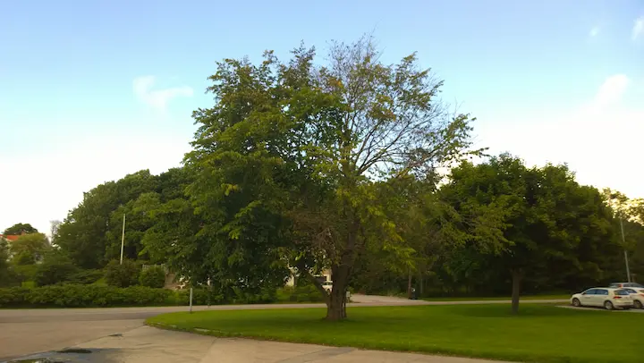 It is important to recognize the signs of Dutch Elm Disease in southwest Virginia