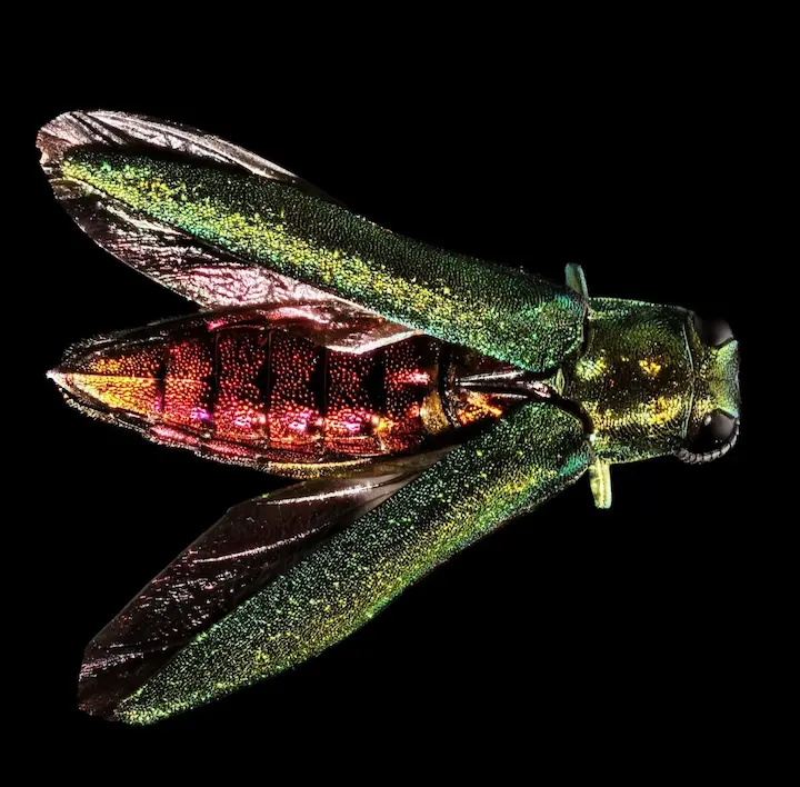 The Emerald Ash Borer (EAB) is a small, green beetle that has caused significant damage to ash trees across Virginia