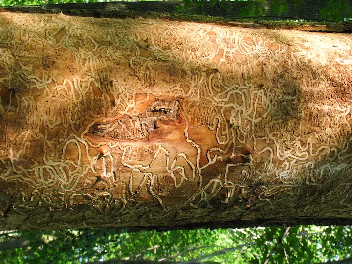 Emerald ash borer damage experienced by a tree in Roanoke, VA