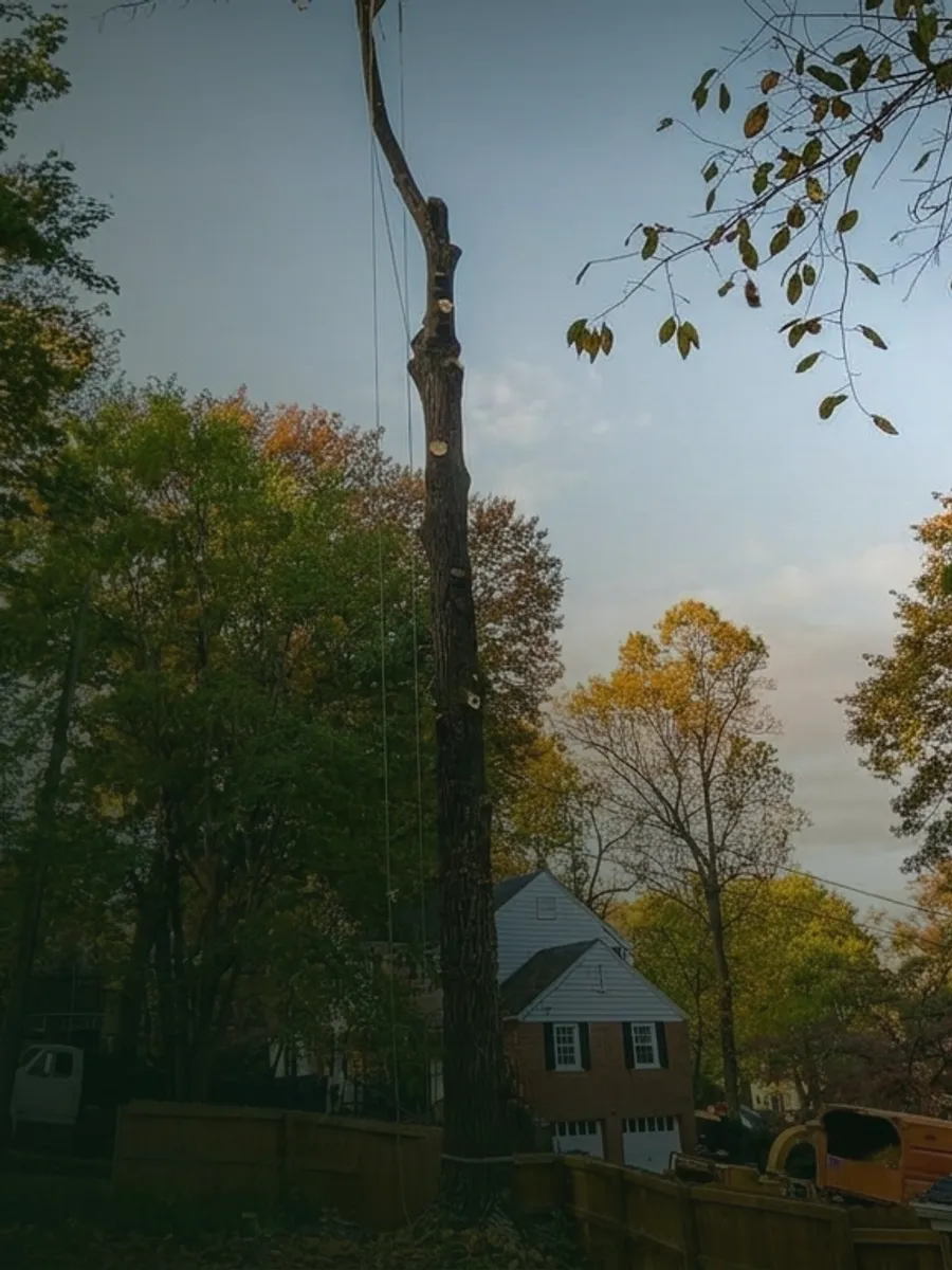 A large hardwood stripped to a bare trunk and rigged for removal, with the crew's trucks and chipper parked beside it in autumn light.