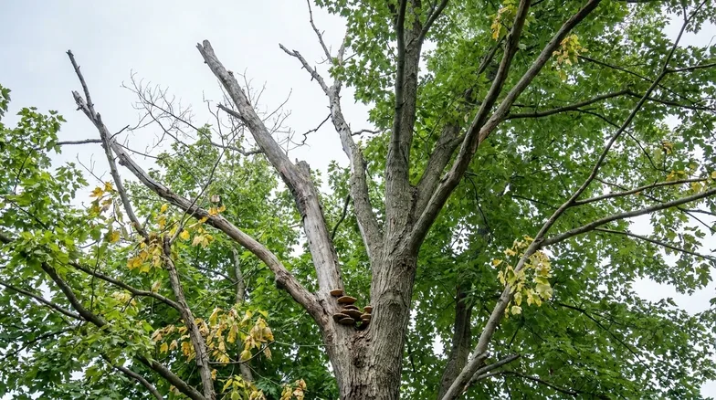 Looking up into a thinning tree crown with wide gaps of sky between the branches, several bare dead limbs and shelf fungus growing on the main trunk fork.