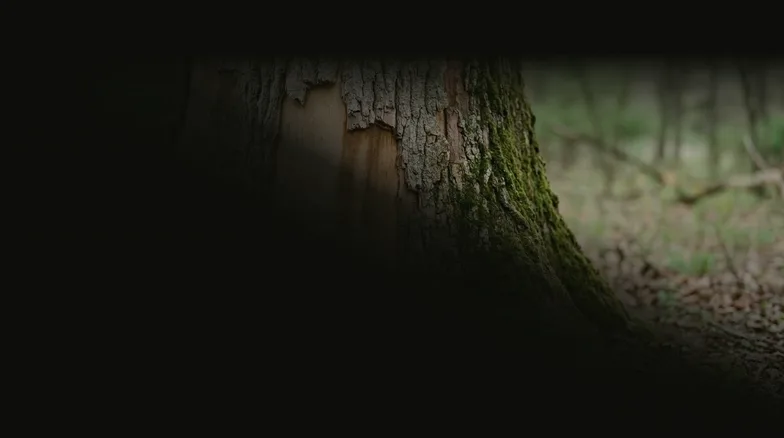 A mature oak trunk where large plates of grey outer bark have lifted away to show the smooth pale wood beneath, with shed pieces of bark scattered on the leaf litter below.