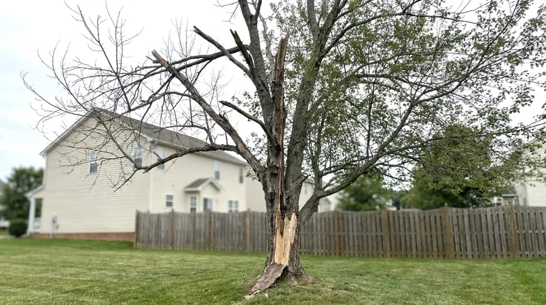 A mature hardwood in a back yard with half its crown reduced to bare deadwood and a long split running down the trunk exposing pale sapwood.